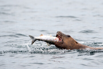 Closeup shot of a Stellar sea lion eating a salmon in Johnstone Strait, Vancouver Island, Canada