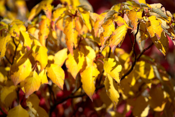 Beautiful yellow autumn leaves of tree at City of Z&uuml;rich. Photo taken October 22nd, 2021, Zurich, Switzerland,