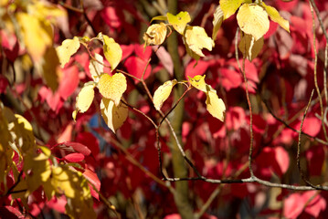 Beautiful yellow and red autumn leaves of tree at City of Zürich. Photo taken October 22nd, 2021, Zurich, Switzerland.