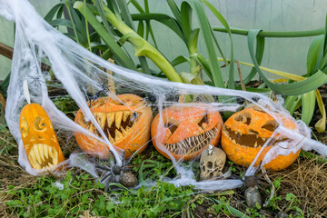 carved pumpkin with a scary smile, spiders and cobwebs, skull, autumn dry leaves, grass background, decoration and holiday concept, carved pumpkin for a fun party