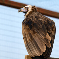 Life of a vulture in captivity, an isolated bird in a zoo, zoos of Ukraine.