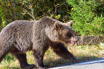 Wild bear on a street in Romania