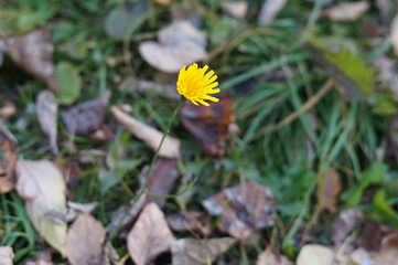 yellow flower in the garden