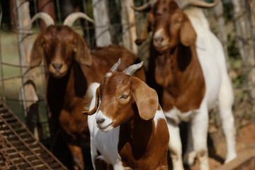 Boer goats with horns as group on farm.