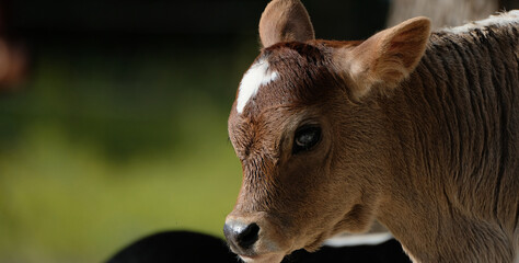 Calf on farm with room for text on blurred background.