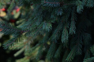 christmas tree branches