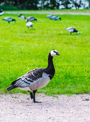 Wild Canadian goose, close-up.
