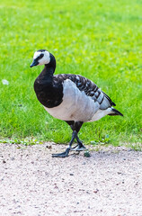 Wild Canadian goose, close-up.