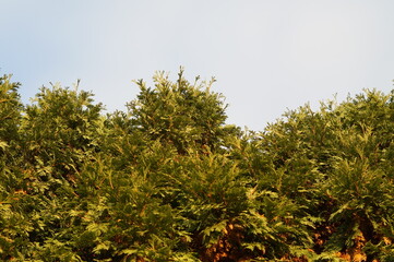 branches