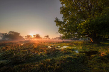 buurserzand Swamp in the morning 1