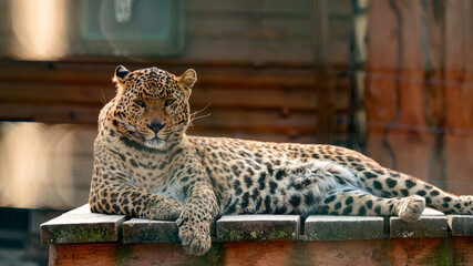 Far Eastern leopard and his life in the zoo, the zoo of Ukraine.