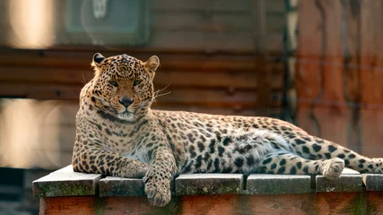 Gartenposter Far Eastern leopard and his life in the zoo, the zoo of Ukraine. © Niko_Dali
