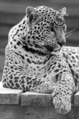 Spotted African leopard, wild and big pussy in the zoo.