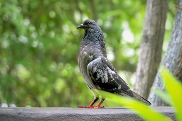 Pigeon