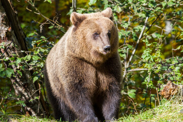 Wild young bear on a street in Romania