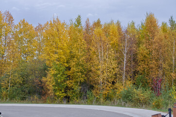 An Autumn Forest near a Parking Lot