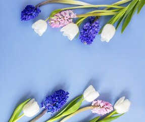 spring flowers, white tulips, blue and pink hyacinth on a blue background