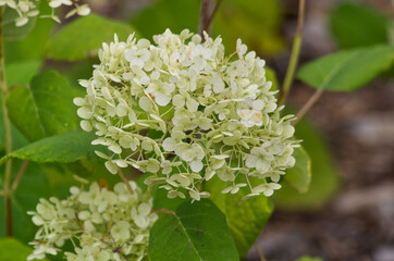 White Flowers in a Garden