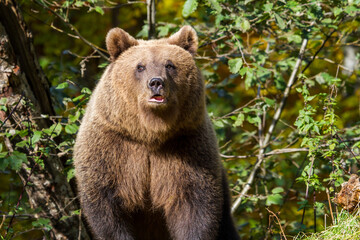 Wild young bear on a street in Romania