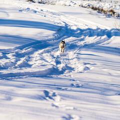 Husky runs on a snowy road, traces of transport, forest and wildlife.