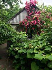 wall covered with flowers