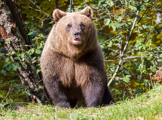 Obraz premium Bear on the Transfagarasan in Romania