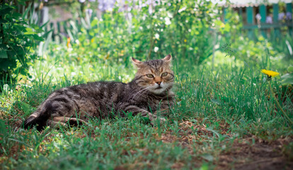 Naklejka na ściany i meble A cat lying in the grass in the garden