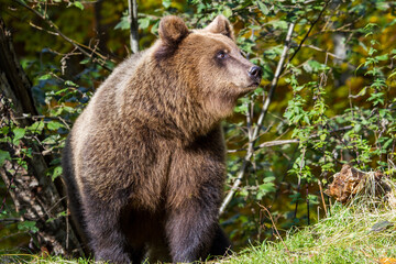 Obraz premium Bear on the Transfagarasan in Romania