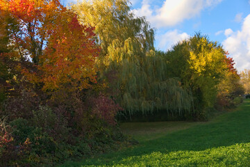 Different colored trees one another at the edge of a meadow, autumn time