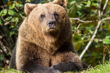 Obraz premium Wild bear in Romania