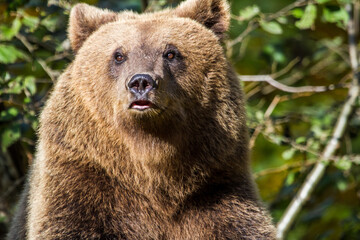 Wild bear in Romania