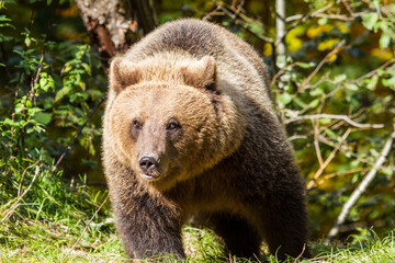 Obraz premium Bear on the Transfagarasan in Romania