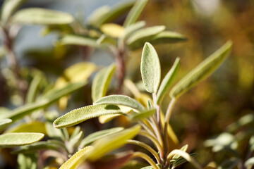 Fresh sage plant growing outdoors, close up