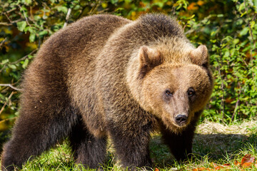 Obraz premium Wild bear in Romania