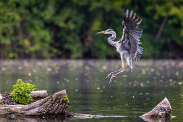 incoming gray heron on a lake