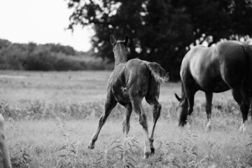 Foal horse running through pasture with horses in field on rainy day in black and white.