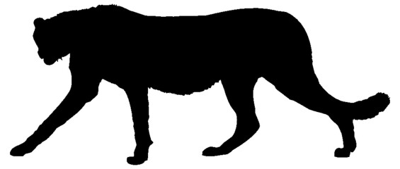 Black and white vector silhouette of an adult walking cheetah. Isolated on white background.