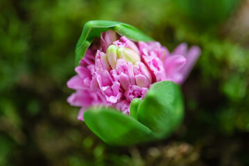 young multicolored hyacinth in moss
