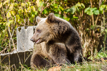 Wild bear in Romania