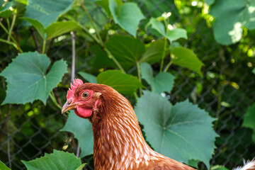 chickens in the yard in the country