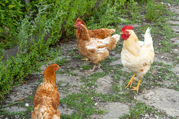 chickens in the yard in the country