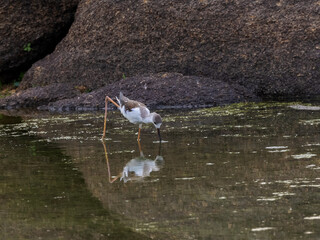 The black-winged stilt, common stilt, or pied stilt (Himantopus himantopus).