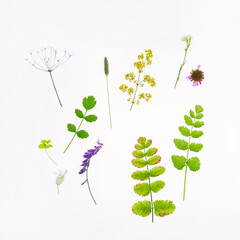 nature composition on the white background