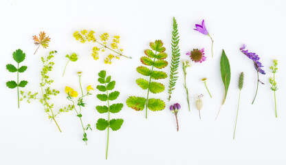 nature composition on the white background