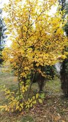 Fototapeta premium Autumn leaves. Yellow leaves on the tree. Beautiful autumn leaves.