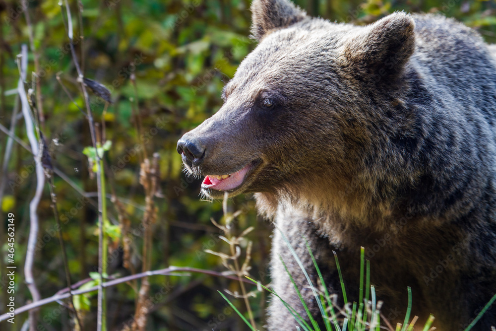 Wall mural Wild bear in Romania