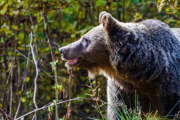 Fototapeta premium Young bear on a street in Romania