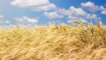 Fototapeta na wymiar Wheat field in the rays of the summer sun, closeup, bountiful harvest concept. Rural scenery