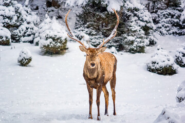 Male red deer (Cervus elaphus) in the winter mountain forest after snowfall, selective focus