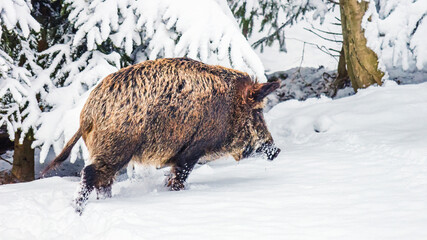 Wild boar (Sus scrofa) in the winter mountain forest after snowfall, selective focus